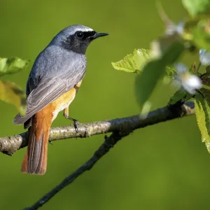 Redtail Print - Male Redstart in Garden Redtail Print - Male Redstart in Garden