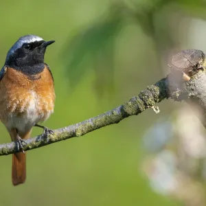 Redtail Print - Male Phoenicurus phoenicurus Garden Bird Redtail Print - Male Phoenicurus phoenicurus Garden Bird