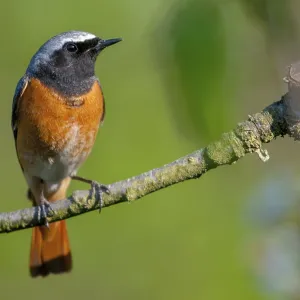 Red-tailed Redstart Print - Male Garden Bird Red-tailed Redstart Print - Male Garden Bird
