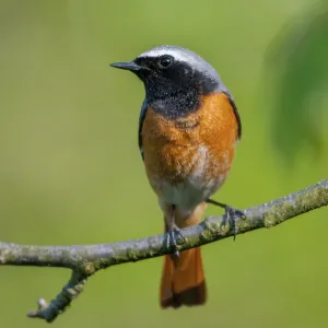 Redtail Print - Male Redstart in Garden Redtail Print - Male Redstart in Garden