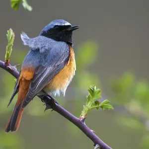 Male Redtail Print - Garden Birds Male Redtail Print - Garden Birds