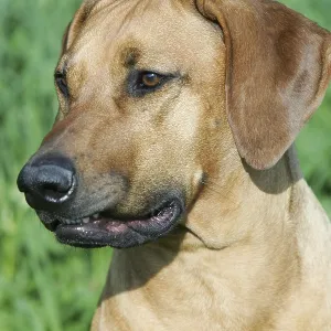 Rhodesian Ridgeback Print Rhodesian Ridgeback Print