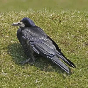 Rook Print, Corvus frugilegus Rook Print, Corvus frugilegus