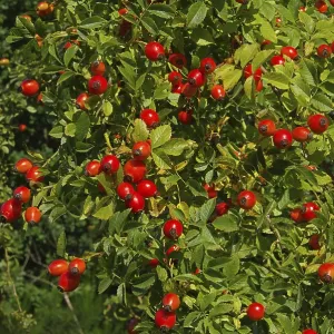 Rosehip Print - Hip of the Rose Plant Rosehip Print - Hip of the Rose Plant