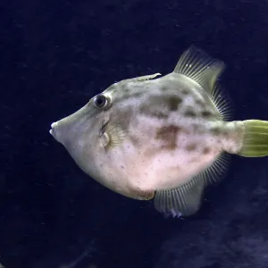 Brown Filefish Print, Los Champignones Dive Site, Tenerife