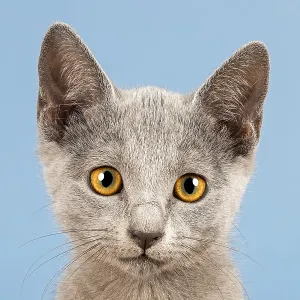 Russian Blue Kitten Print, 10 Weeks Old Russian Blue Kitten Print, 10 Weeks Old