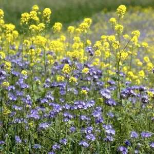 La scorpione-erba (Phacelia) è anche amante delle api. La scorpione-erba (Phacelia) è anche amante delle api.