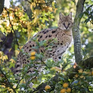 Serval in Tree, Krefeld Zoo Germany Print Serval in Tree, Krefeld Zoo Germany Print
