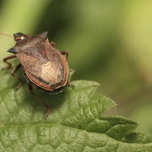 Shield Bug on Leaf Print Shield Bug on Leaf Print