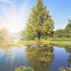 Shining Rays Reflected in Pond Print Shining Rays Reflected in Pond Print