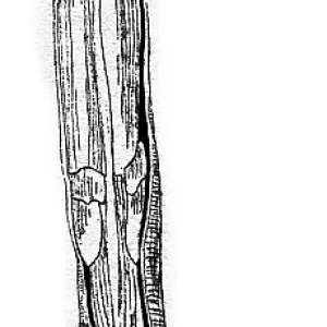 Der Schiffsborster (Teredo navalis)