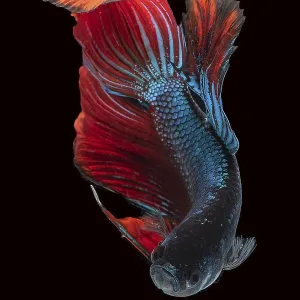 Siamese Betta Fish in Movement Studio Print Siamese Betta Fish in Movement Studio Print