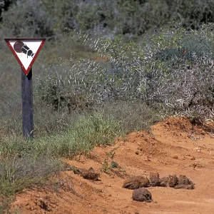 Botswana Sign Pillbug Print Botswana Sign Pillbug Print