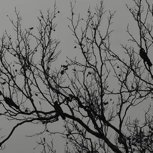 Bare Branch Silhouette with Sitting Crows Print Bare Branch Silhouette with Sitting Crows Print