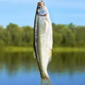 Silver Fish on a Hook Print against Blue Sky Silver Fish on a Hook Print against Blue Sky