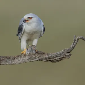 Slider (Elanus caeruleus) Print, Spain