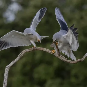 Slider (Elanus caeruleus) Pair Print, Extremadura, Spain