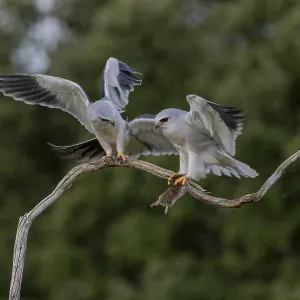 Elusive Slider Pair Print, Extremadura, Spain