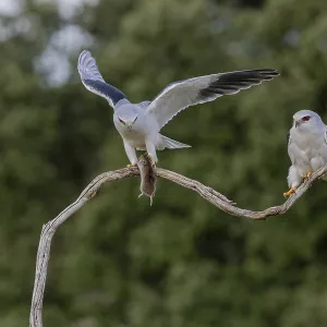 Elusive Slider Pair Print, Extremadura, Spain