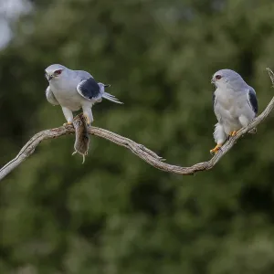 Slider (Elanus caeruleus) Pair Print, Extremadura, Spain