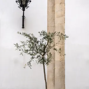 Small Olive Tree in Front of White House Facade Print, Italy Small Olive Tree in Front of White House Facade Print, Italy