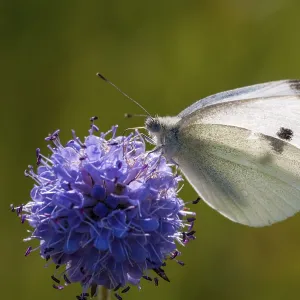 Small White Butterfly on White Cabbage Print
