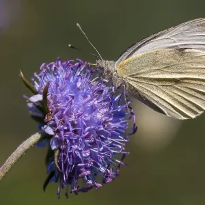 Small White Butterfly on White Cabbage Print