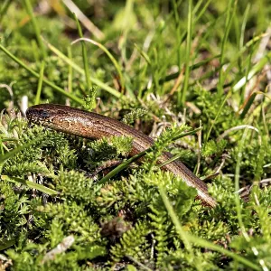 Western Slow Worm Print - Anguis fragilis in Dense Grass Western Slow Worm Print - Anguis fragilis in Dense Grass