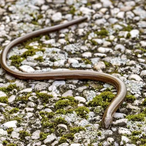 Western Slow Worm Print - Anguis fragilis, Germany Western Slow Worm Print - Anguis fragilis, Germany