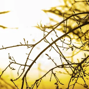Enfoque suave captura el contorno tranquilo del árbol.