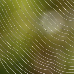 Araneid Spider Web with Dew Drops Print, Bavaria, Germany Araneid Spider Web with Dew Drops Print, Bavaria, Germany