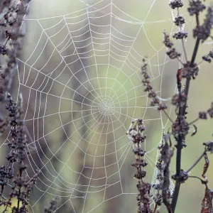 Spider's Web with Dewdrops Print, Moselle Region Spider's Web with Dewdrops Print, Moselle Region