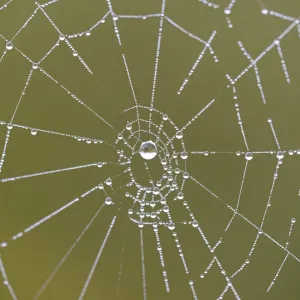 Spider's web with dewdrops Print, Moselle, Germany Spider's web with dewdrops Print, Moselle, Germany