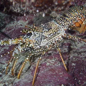 A Spiny Crayfish Print, John Pennekamp Coral Reef State Park A Spiny Crayfish Print, John Pennekamp Coral Reef State Park