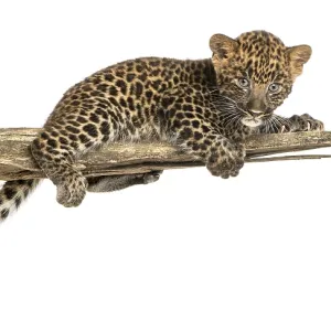 Spotted Leopard Cub Print, 7 Weeks Old Spotted Leopard Cub Print, 7 Weeks Old
