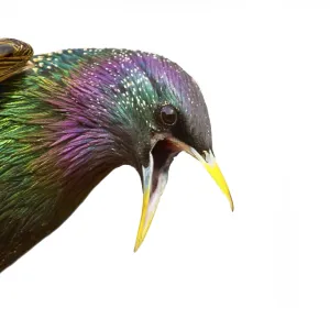 Spring Bright Starling Print on White Background Spring Bright Starling Print on White Background