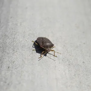 Hormiga peste sobre una losa gris. Hormiga marrón. Hormiga peste sobre una losa gris. Hormiga marrón.
