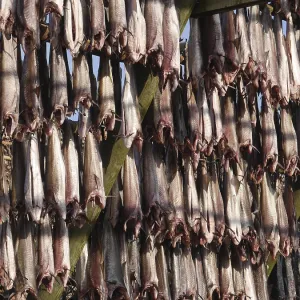 Stockfish Print by imageBROKER Stockfish Print by imageBROKER