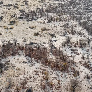 Paisaje árido del delta del Okavango, vista aérea con árboles en la estación seca. Paisaje árido del delta del Okavango, vista aérea con árboles en la estación seca.