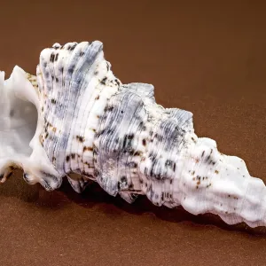 Hexaplex Trunculus Shell Macro Print Hexaplex Trunculus Shell Macro Print