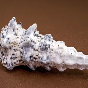Hexaplex trunculus Murex Shell Print Hexaplex trunculus Murex Shell Print