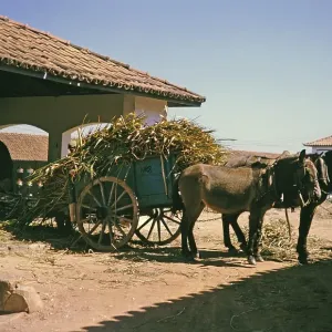 Zuckerrohr und feine Gräser auf einem Wagen für Viehfutter, Fazenda Sant Anna, Campinas, Brasilien, Südamerika 1962.