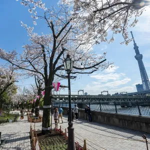 Sumida Park Cherry Blossoms Print, Tokyo, Japan Sumida Park Cherry Blossoms Print, Tokyo, Japan