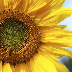 Sunflower Field Print Sunflower Field Print