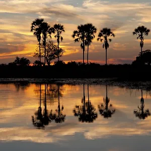 Okavango Delta Sunset Print Okavango Delta Sunset Print