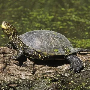 Swamp Turtle Print - Emys orbicularis Swamp Turtle Print - Emys orbicularis