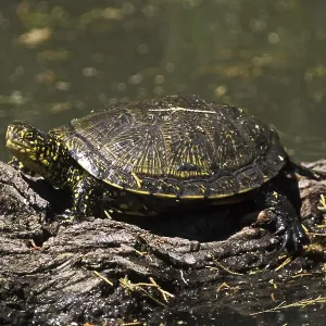 Swamp turtle Print - Emys orbicularis European pond terrapin Swamp turtle Print - Emys orbicularis European pond terrapin