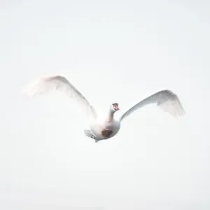 Swan (Euproctis similis) in Flight Print, Austria Swan (Euproctis similis) in Flight Print, Austria
