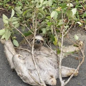 Three-toed Sloth Print: Mother and Baby in Costa Rica Three-toed Sloth Print: Mother and Baby in Costa Rica