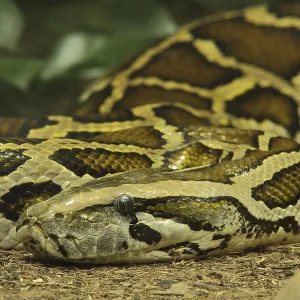 Print of Tiger python (Python molurus), captive Print of Tiger python (Python molurus), captive